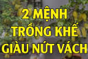 2 mệnh trồng khế cực kỳ hút tài lộc: Tiền về như nước