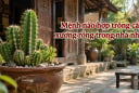 Mệnh nào hợp trồng cây xương rồng trong nhà nhất?