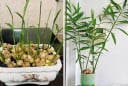 5 điều quan trọng cần biết khi chơi chậu gừng trong nhà
