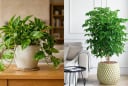 5 loại cây cảnh được nhiều gia đình ưa chuộng: Vừa làm đẹp nhà, vừa mang ý nghĩa may mắn, tài lộc