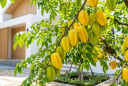 Cách trồng khế quả chín đầy cành, ngọt lịm, mọng nước