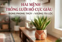 2 mệnh trồng lưỡi hổ cực kỳ may mắn: Cây càng xanh người càng giàu có