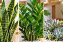 Cây cảnh không cần lớn nhanh chỉ cần đừng vàng lá: Gợi ý 5 cây trồng lâu càng đẹp