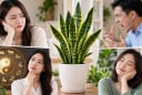 Những người không nên trồng cây lưỡi hổ