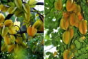 Trồng khế nên chọn khế chua hay khế ngọt
