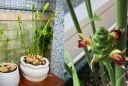 Cách trồng gừng ra hoa hút Tài Lộc, gọi Phú Quý