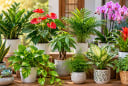 Cách chọn cây cảnh phong thủy theo từng con giáp