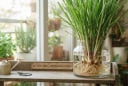 Cách trồng sả thủy sinh dùng cả năm không hết