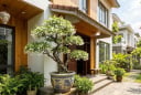Mệnh nào hợp cây Mai Chiếu Thuỷ nhất?