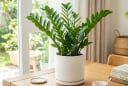 Mệnh nào kỵ trồng cây kim tiền?