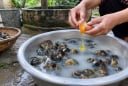 Cách ngâm ốc nhả hết cát bẩn, thịt béo múp
