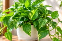 Tuổi con giáp nào thích hợp trồng cây trầu bà phong thủy?