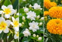 3 loại hoa đẹp nhưng rất ít khi được dâng cúng: Hoa đại, hoa nhài, cúc vạn thọ