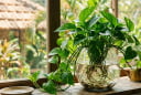 Cách trồng trầu bà thủy sinh tươi xanh quanh năm