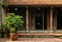 Những người nên trồng cây đinh lăng quanh nhà