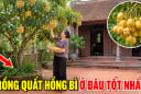 Trồng Quất Hồng Bì ở vị trí nào là tốt nhất?