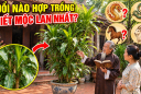 Tuổi nào hợp trồng Thiết Mộc Lan nhất?
