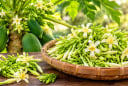 5 nhóm người nên cẩn trọng khi dùng hoa đu đủ đực