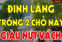 Cây đinh lăng trấn giữ của cải đừng trồng linh tinh: 3 vị trí hút tài lộc tiền về như nước