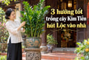 3 hướng tốt trồng cây Kim Tiền hút Lộc vào nhà