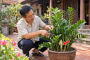 Loại cây hợp cả 5 mệnh, ra hoa là gia chủ có Tiền về