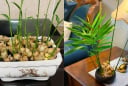 Trồng gừng phong thủy: Nên trồng trong đất hay trồng thủy sinh?