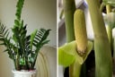 Cách trồng cây Kim Tiền trong chậu mầm lên tua tủa, nhanh ra hoa