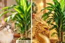 Con giáp nào thích hợp trồng thiết mộc lan phong thủy?