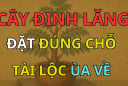2 vị trí trồng đinh lăng hút tài lộc vào nhà