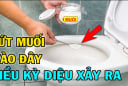 Vì sao nên bỏ chút muối vào bồn cầu