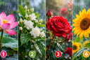 Bạn ấn tượng với hình ảnh bông hoa nào?