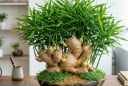 Cách trồng gừng bonsai phong thủy xanh mướt, mầm đâm tua tủa