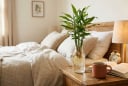 Vì sao nên đặt 1 bình gừng thủy sinh ở đầu giường
