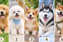 Bạn thấy chú chó cưng nào đáng yêu nhất?
