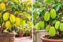 Nên chọn khế chua hay khế ngọt khi trồng trong chậu phong thủy?