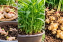 Cách trồng gừng trong chậu tại nhà để nhiều nhánh, nhiều củ, củ to mập