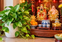 Có nên trồng cây trầu bà ở ban thờ Thần Tài?