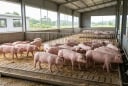 Giá heo hơi hôm nay 19/10: Ba miền đồng loạt đi ngang, thấp nhất 50.000 đồng/kg