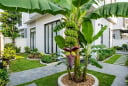 Vị trí trồng cây chuối hút tài lộc vào nhà