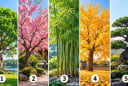 Bạn thích cây nào nhất?