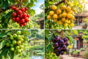 Hãy chọn 1 chùm quả mà bạn thích nhất?