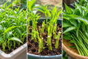 Trồng rau muống trong chậu cực dễ: Gieo hạt nhanh, tận dụng gốc bỏ đi, quanh năm có rau sạch