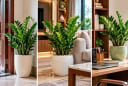 3 vị trí trồng cây kim tiền hút lộc vào nhà, đặt đúng chỗ vừa đẹp vừa tạo cảm giác sung túc