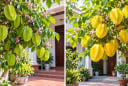 Trồng cây khế chua hay khế ngọt trước nhà sẽ tốt hơn?