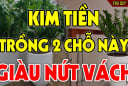 2 vị trí trồng kim tiền: Tiền Vào Như Nước