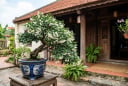 Cách trồng Mai Chiếu Thủy nở hoa liên tục, lá xanh tốt quanh năm