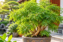 Tuổi con giáp nào hợp trồng cây đinh lăng phong thủy?
