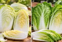 Cải thảo trắng hay cải thảo xanh ngon hơn?