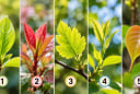 Chọn 1 lá non để xem điều bạn ước có thành hiện thực?