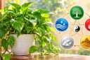 Mệnh nào vượng nhất khi trồng cây trầu bà?